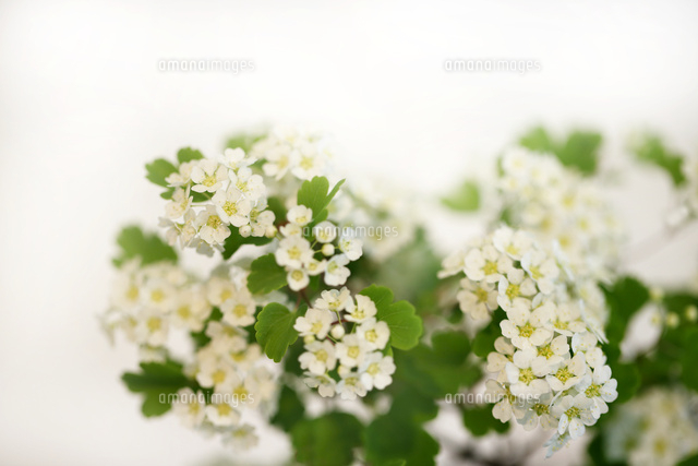 ミツデイワガサ
(c)Tetsuya Tanooka/a.collectionRF