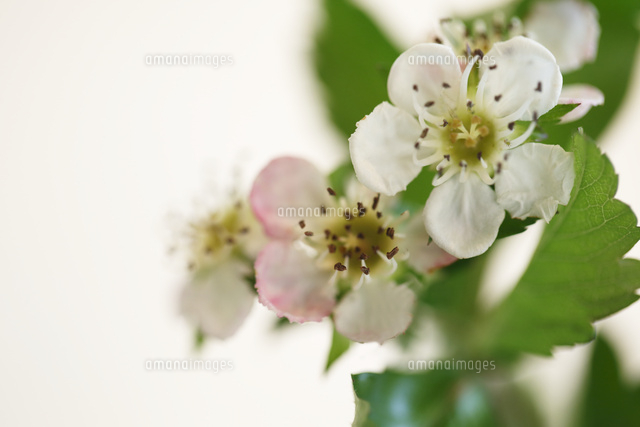 サンザシ
(c)Tetsuya Tanooka/a.collectionRF
