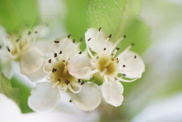 サンザシ
(c)Tetsuya Tanooka/a.collectionRF