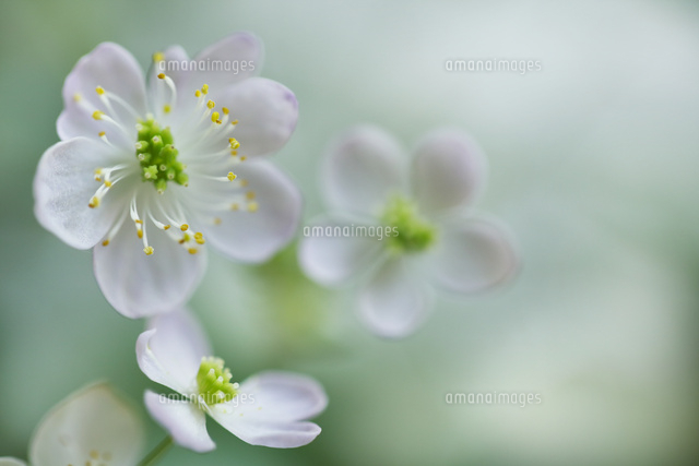 バイカカラマツ
(c)Tetsuya Tanooka/a.collectionRF