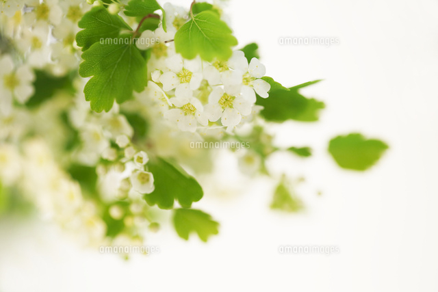 ミツデイワガサ
(c)Tetsuya Tanooka/a.collectionRF