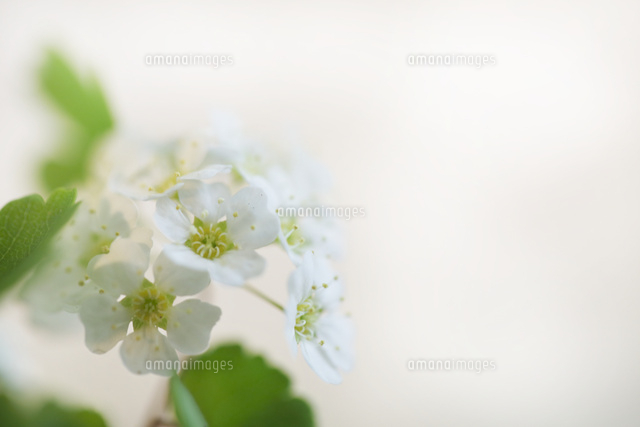 ミツデイワガサ
(c)Tetsuya Tanooka/a.collectionRF