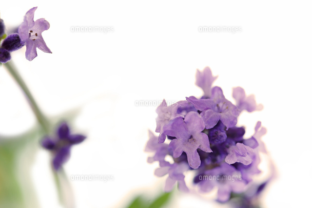 ラベンダー
(c)Tetsuya Tanooka/a.collectionRF