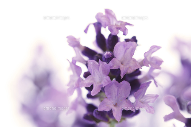 ラベンダー
(c)Tetsuya Tanooka/a.collectionRF