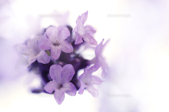 ラベンダー
(c)Tetsuya Tanooka/a.collectionRF