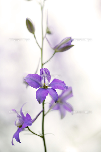 ラークスパー
(c)Tetsuya Tanooka/a.collectionRF