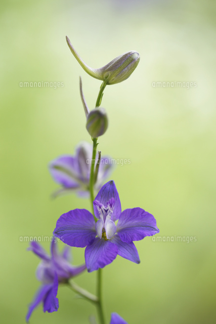 ラークスパー
(c)Tetsuya Tanooka/a.collectionRF