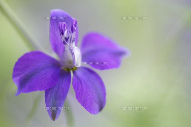 ラークスパー
(c)Tetsuya Tanooka/a.collectionRF
