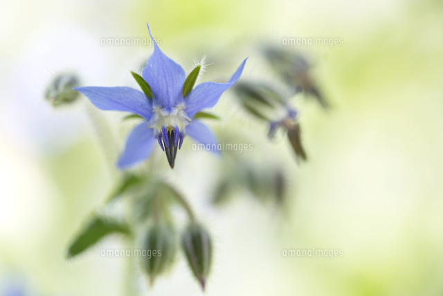 ボリジ
(c)Tetsuya Tanooka/a.collectionRF