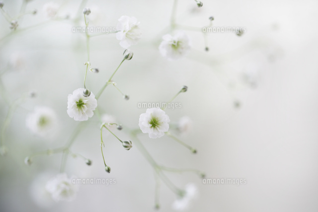 カスミソウ
(c)Tetsuya Tanooka/a.collectionRF