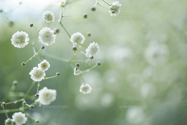 カスミソウ
(c)Tetsuya Tanooka/a.collectionRF