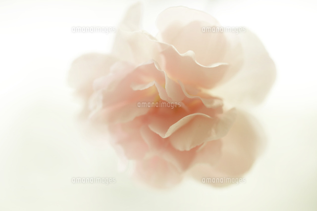 カーネーション
(c)Tetsuya Tanooka/a.collectionRF