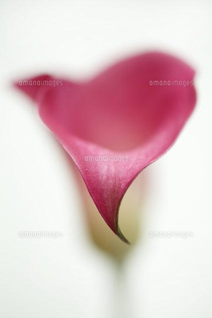 カラー
(c)Tetsuya Tanooka/a.collectionRF