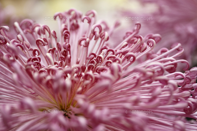 キク
(c)Tetsuya Tanooka/a.collectionRF