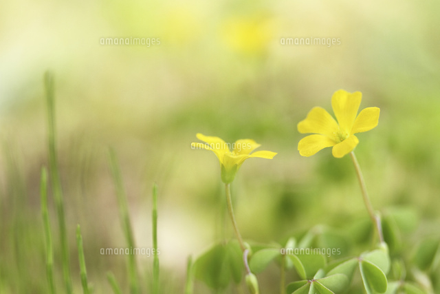 カタバミ
(c)Tetsuya Tanooka/a.collectionRF
