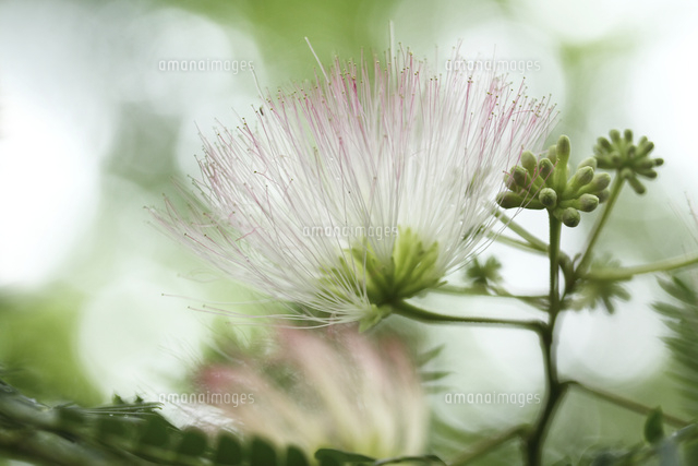 ネムノキ
(c)Tetsuya Tanooka/a.collectionRF