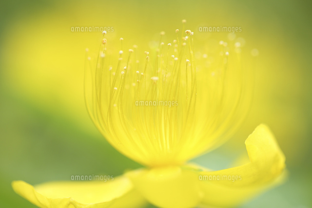 ビョウヤナギ
(c)Tetsuya Tanooka/a.collectionRF