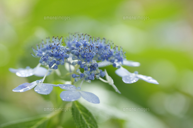 アジサイ
(c)Tetsuya Tanooka/a.collectionRF