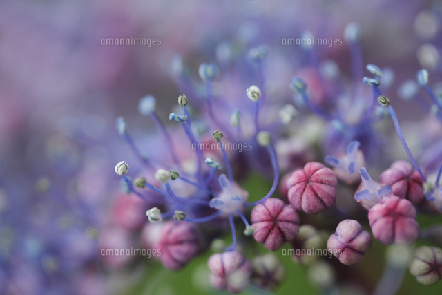 アジサイ
(c)Tetsuya Tanooka/a.collectionRF