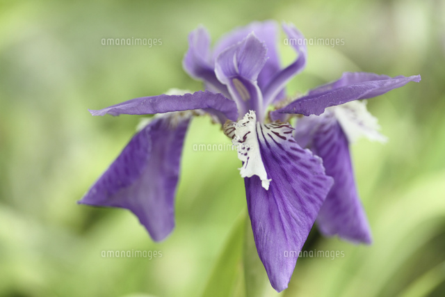 イチハツ
(c)Tetsuya Tanooka/a.collectionRF