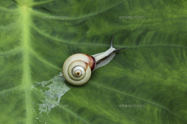 カタツムリ
(c)Tetsuya Tanooka/a.collectionRF