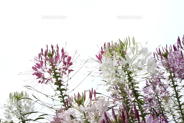 クレオメ
(c)Tetsuya Tanooka/a.collectionRF