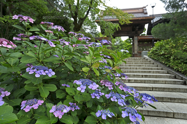 アジサイ
(c)Tetsuya Tanooka/a.collectionRF