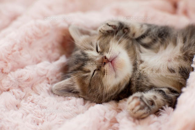 眠る子猫
(c)C.O.T/a.collectionRF