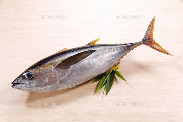 めばちまぐろ
(c)TOHRU MINOWA/a.collectionRF