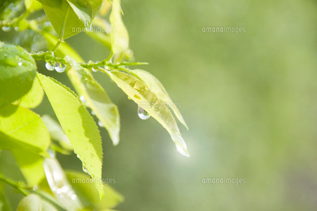 若葉と水滴
(c)SHIROH KOHNO/a.collectionRF