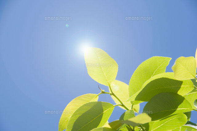若葉と青空
(c)SHIROH KOHNO/a.collectionRF