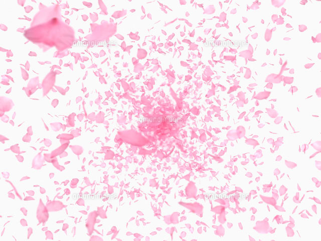 飛び出す桜の花びら
(c)SHIROH KOHNO/a.collectionRF