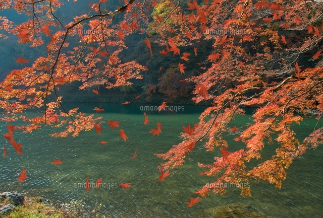 落葉の舞う紅葉
(c)SHIROH KOHNO/a.collectionRF