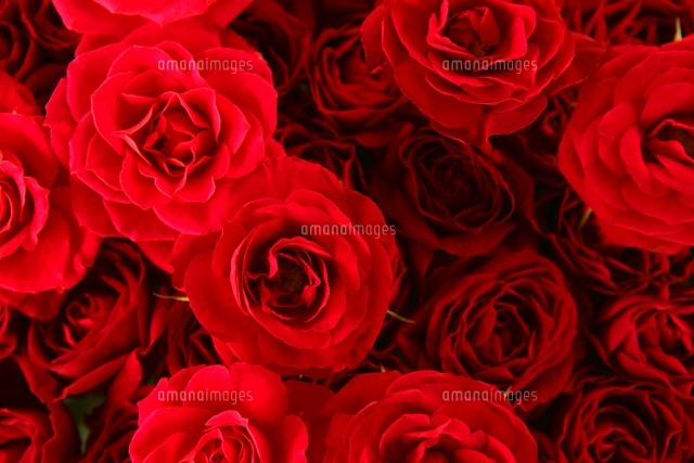 赤い薔薇
(c)Teruyo Nakagami/a.collectionRF