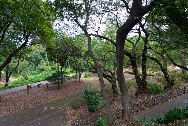 戸山公園(箱根山地区)
(c)Yutaka Isayama/a.collectionRF