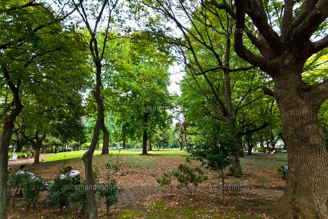 新宿区立戸山公園
(c)Yutaka Isayama/a.collectionRF