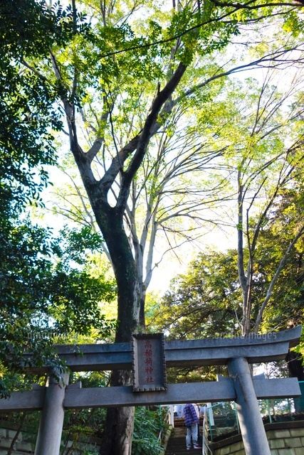 高稲荷神社
(c)Yutaka Isayama/a.collectionRF