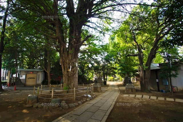 鳩森八幡神社(境内)
(c)Yutaka Isayama/a.collectionRF