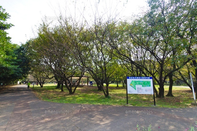 県営和光樹林公園
(c)Yutaka Isayama/a.collectionRF