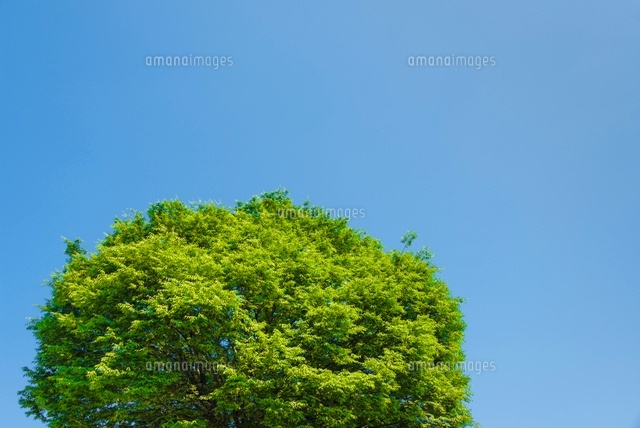ケヤキと青空(横)
(c)Yutaka Isayama/a.collectionRF