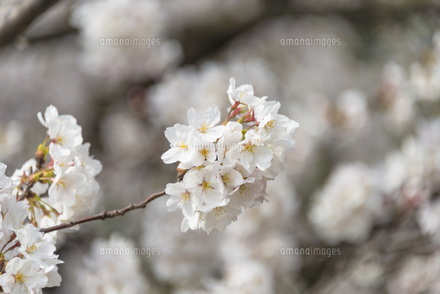 一枝の桜
(c)Yutaka Isayama/a.collectionRF