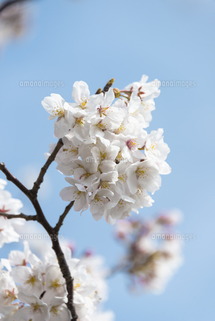 一枝の桜と空
(c)Yutaka Isayama/a.collectionRF
