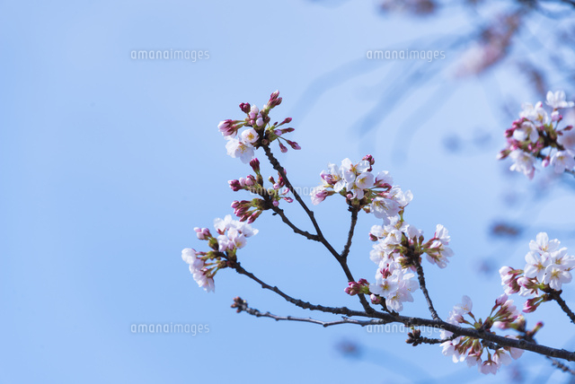 五分咲きの桜
(c)Yutaka Isayama/a.collectionRF