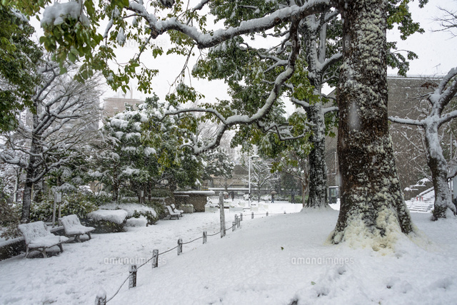 東京の大雪(2013年1月14日)/練馬美術館の前庭
(c)Yutaka Isayama/a.collectionRF
