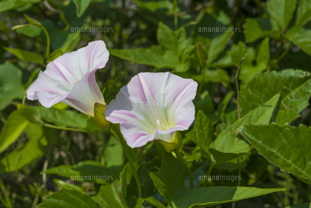 ヒルガオの花(2輪・横)
(c)Yutaka Isayama/a.collectionRF
