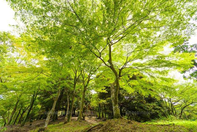 緑の中の玉湖神社の社
(c)Yutaka Isayama/a.collectionRF
