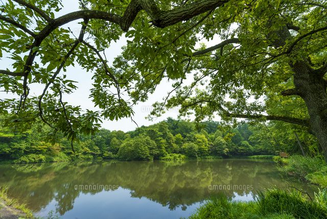 狭山公園の宅部池(全景)
(c)Yutaka Isayama/a.collectionRF