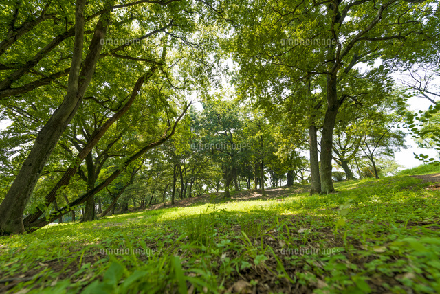 狭山公園の林
(c)Yutaka Isayama/a.collectionRF