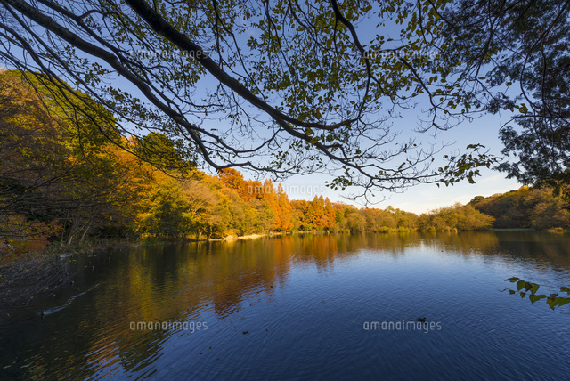 石神井公園 三宝寺池の紅葉
(c)Yutaka Isayama/a.collectionRF