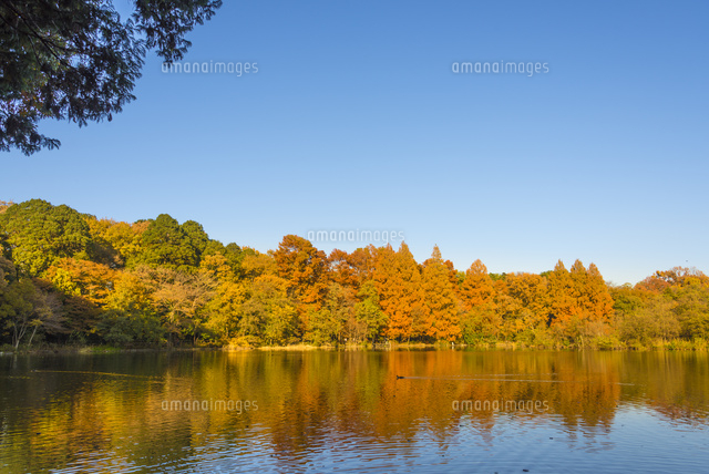 石神井公園 三宝寺池の紅葉
(c)Yutaka Isayama/a.collectionRF